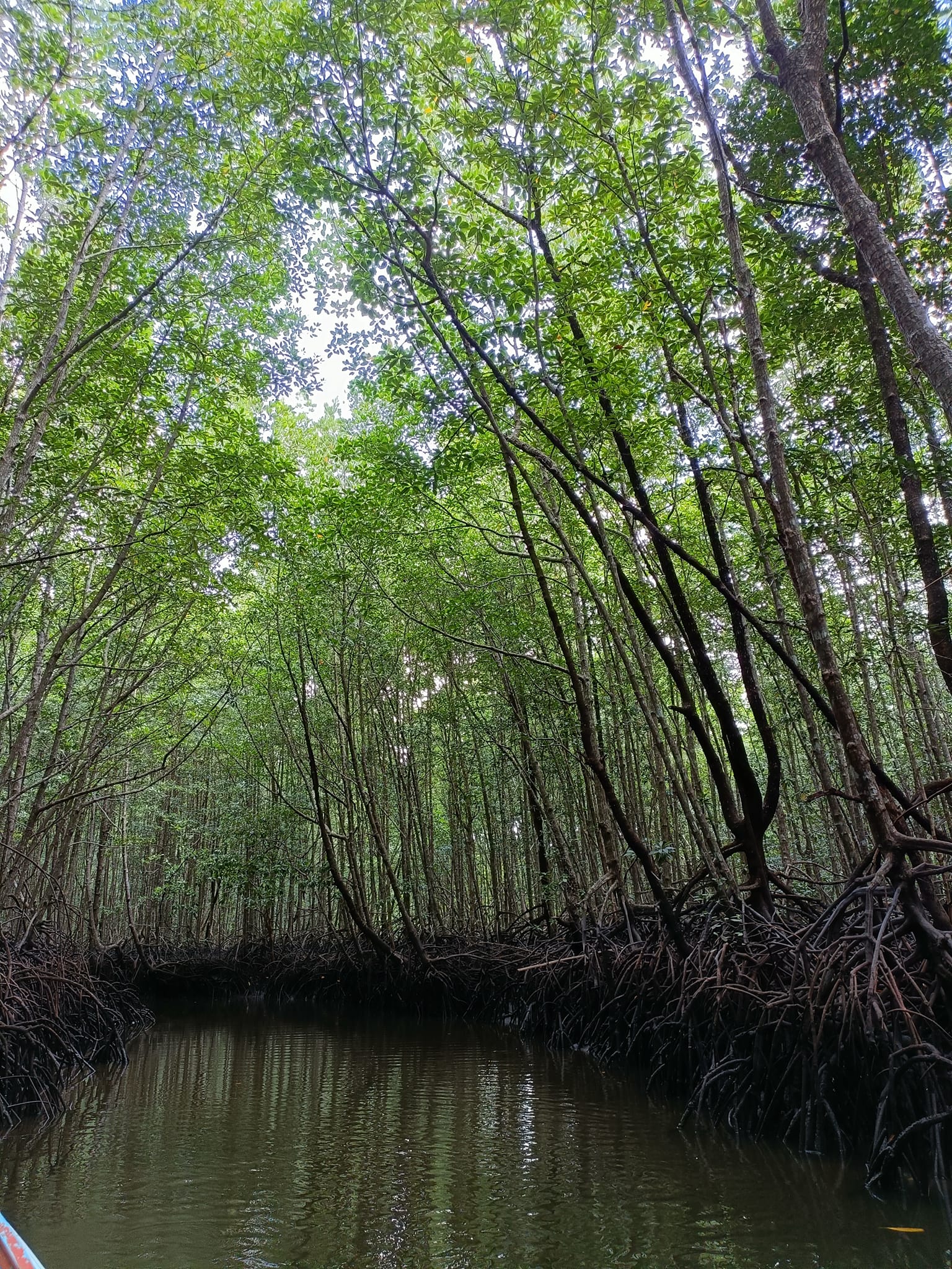 khao jom pa, phao jom forest, khao jom pa in trang, phao jom forest in trang