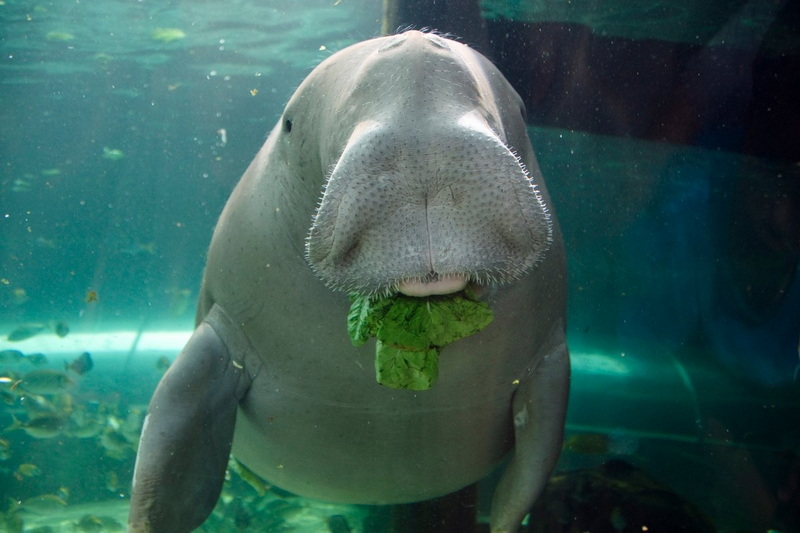 dugong koh libong