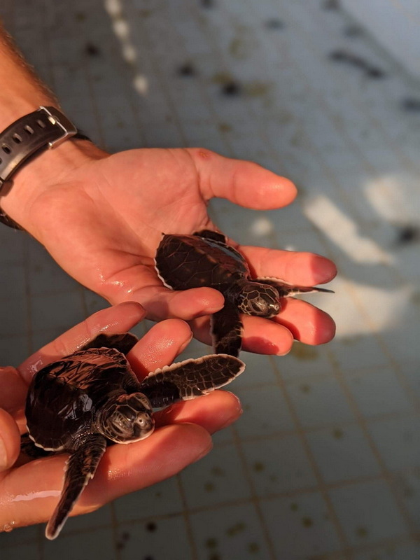 royal thai navy sea turtle conservation center, sea turtle conservation center, sea turtle center, sea turtle conservation center pang nga, sea turtle center pang nga