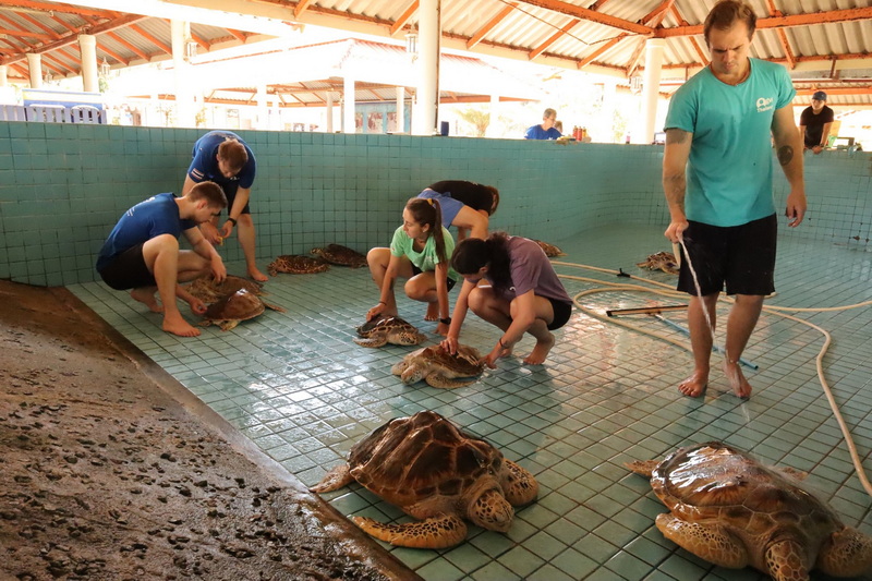 royal thai navy third fleet sea turtle nursery, sea turtle nursery, sea turtle nursery pang nga
