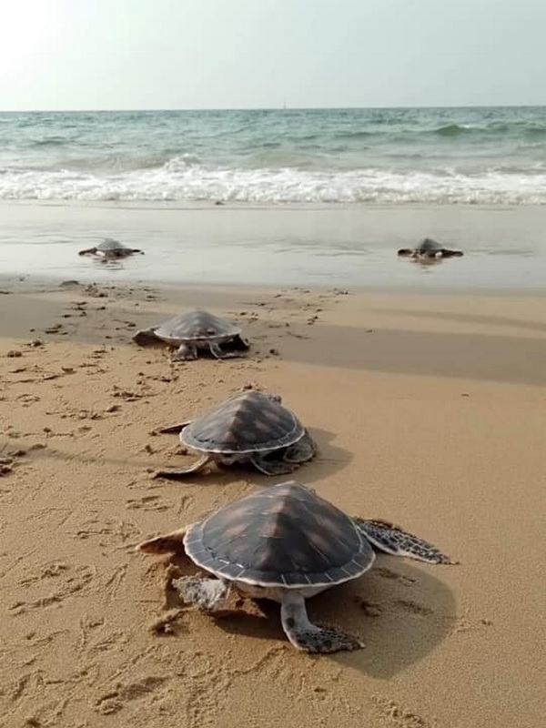 royal thai navy sea turtle conservation center, sea turtle conservation center, sea turtle center, sea turtle conservation center pang nga, sea turtle center pang nga