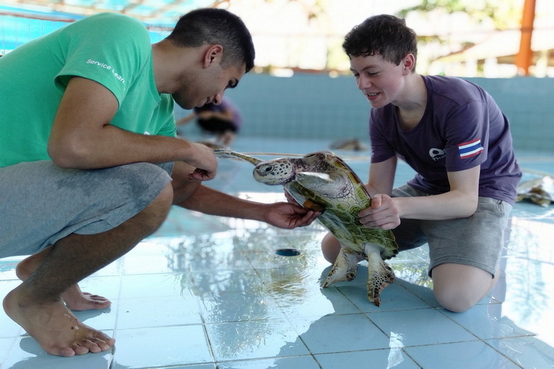 royal thai navy third fleet sea turtle nursery, sea turtle nursery, sea turtle nursery pang nga