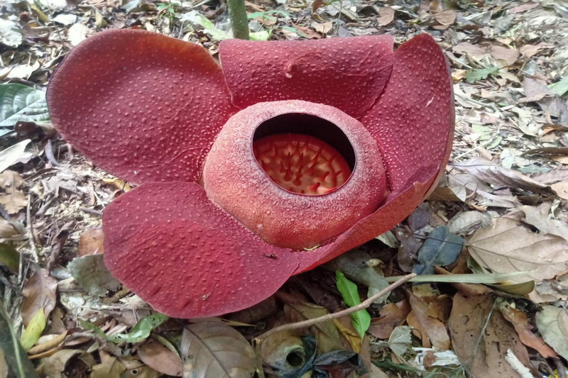 Rafflesia Flower Trek, khao sok national park, khaosok national park, khao sok, khaosok, khao sog national park, khaosog national park, khao sog, khaosog