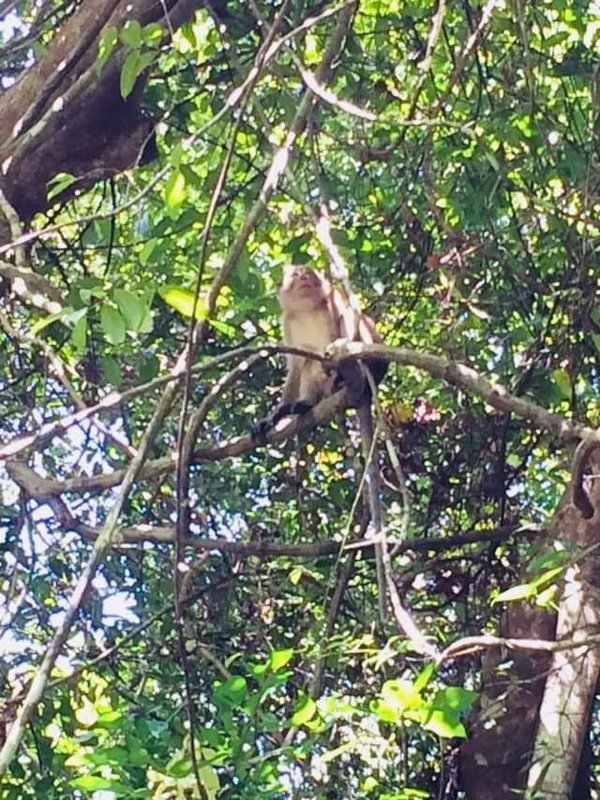 little amazon, klong sangne, little amazon takua pa, boat trip little amazon, boat trip klong sangne, boat trip little amazon takua pa