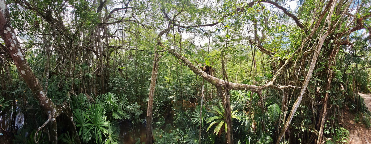 little amazon, klong sangne, little amazon takua pa, boat trip little amazon, boat trip klong sangne, boat trip little amazon takua pa