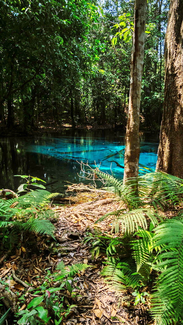 emerald pool, emerald pool Krabi, sa morakot, sa morakot krabi