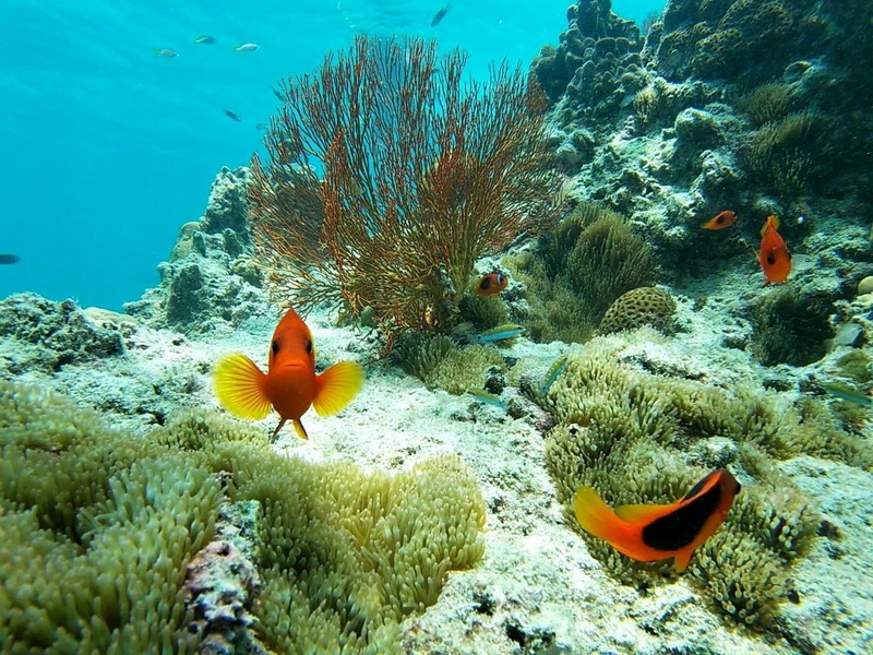 koh adang, ko adang, adang island, koh adang satun, ko adang satun, adang island satun, adang seaside thailand