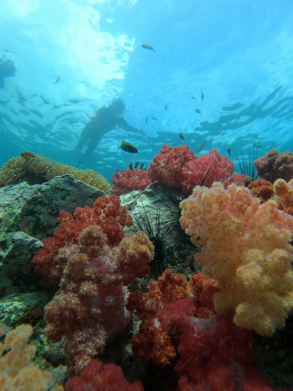 koh adang, ko adang, adang island, koh adang satun, ko adang satun, adang island satun, adang seaside thailand