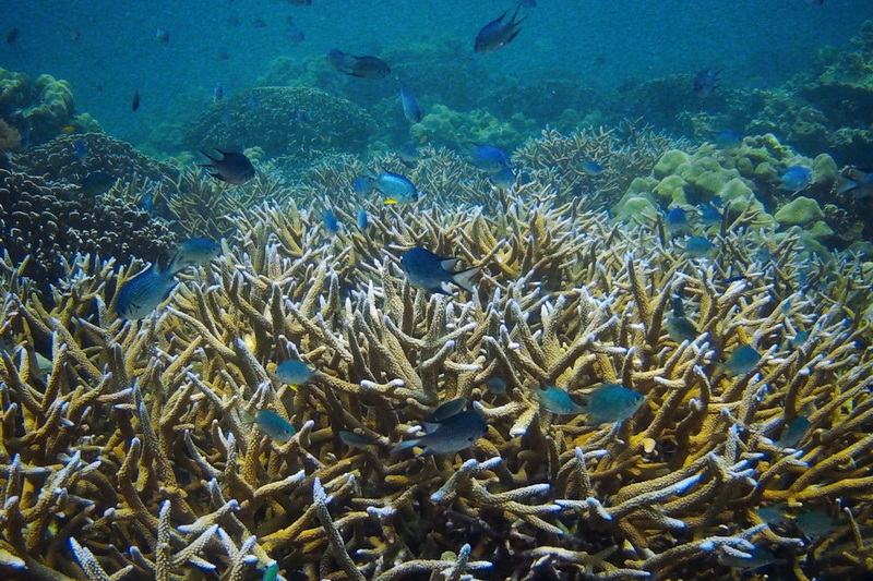 ja bang island, adang-rawi islands, adang - rawi islands, inner zone satun tour, adang-rawi islands satun, adang - rawi islands satun