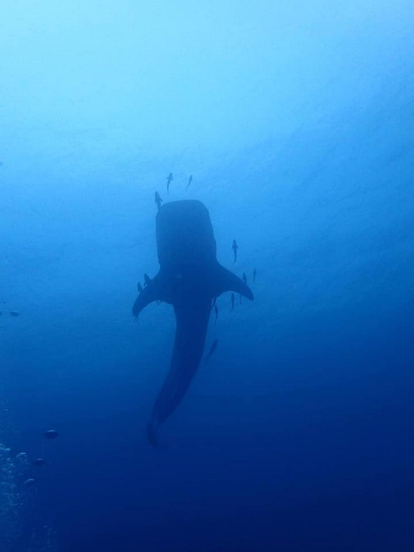 koh ro khloi, ko ro khloi, ro khloi island, koh ro khloi satun, ko ro khloi satun, ro khloi island satun, koh ro khloi seaside thailand, ko ro khloi seaside thailand, ro khloi island seaside thailand