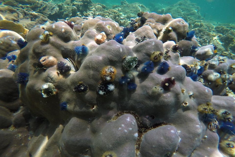 koh ro khloi, ko ro khloi, ro khloi island, koh ro khloi satun, ko ro khloi satun, ro khloi island satun, koh ro khloi seaside thailand, ko ro khloi seaside thailand, ro khloi island seaside thailand