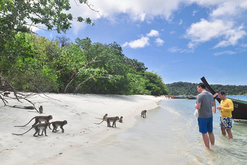 Koh Dong, monkey beach